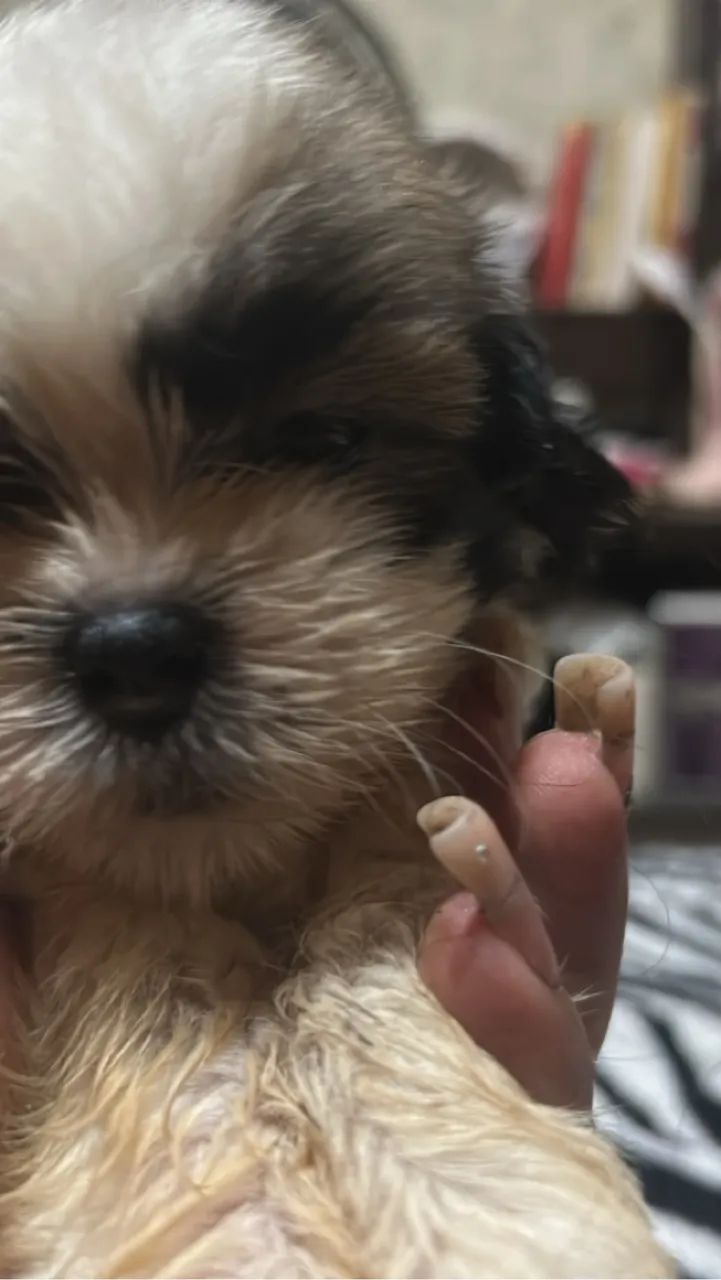 Shish tzu femea disponivel - Foto 2