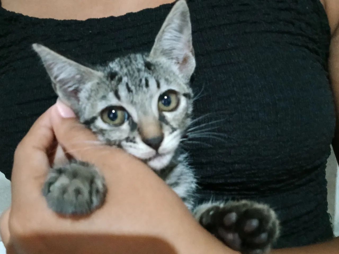 Gatinha cinza e branco disponível para adoção - Foto 4