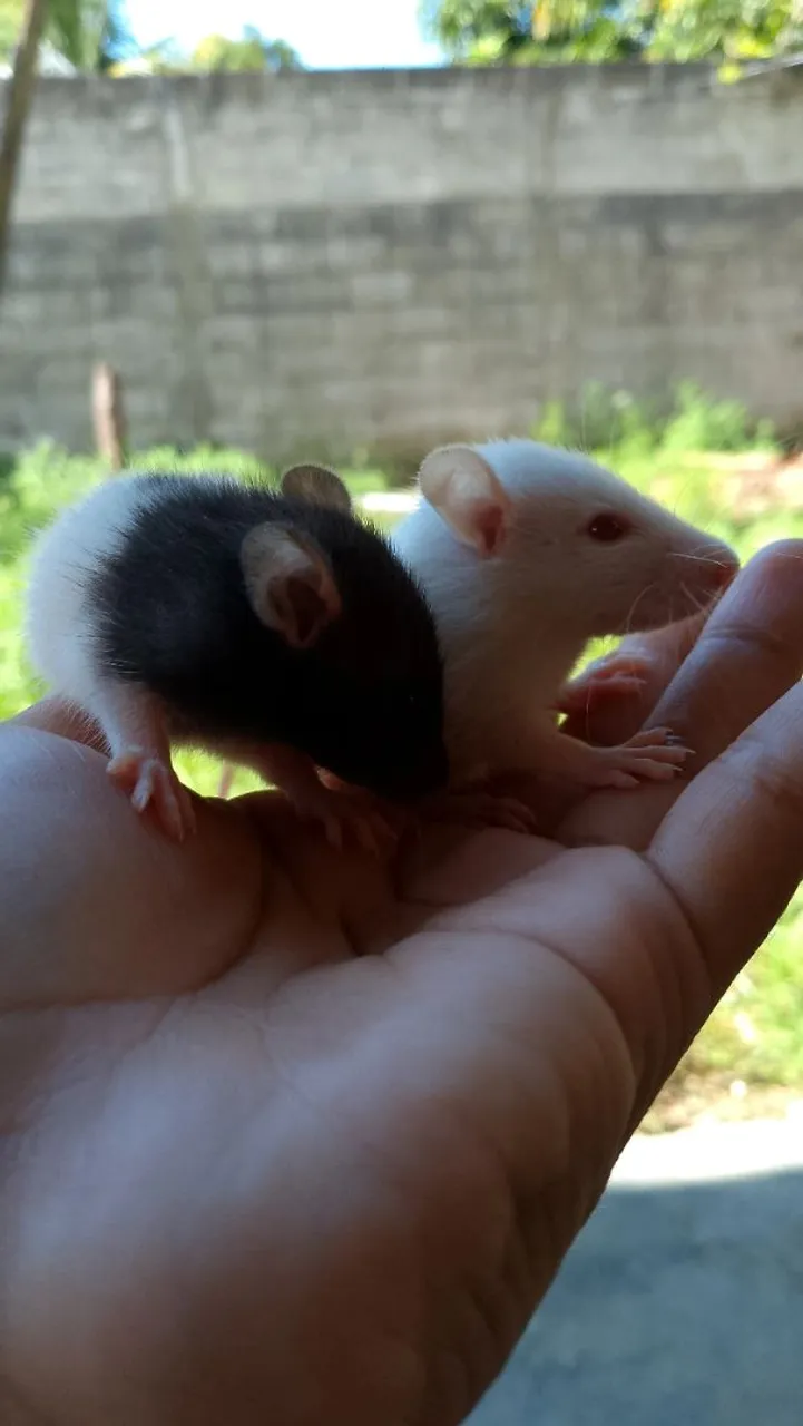 Ratos Twiste 