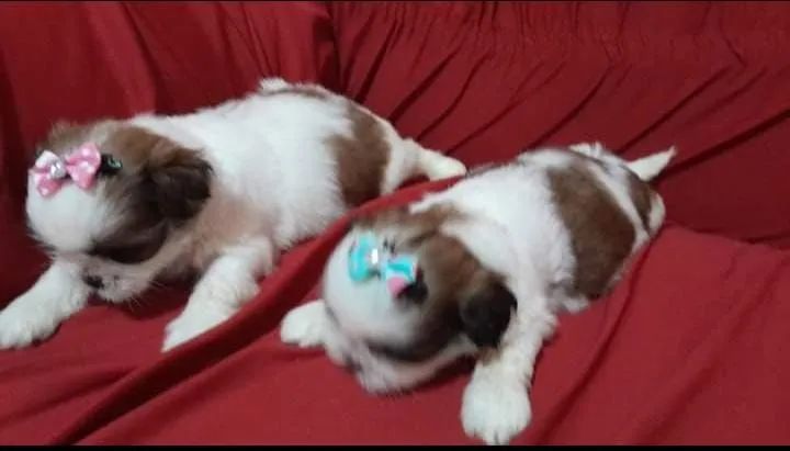 filhotes Shih Tzu fêmeas  à venda