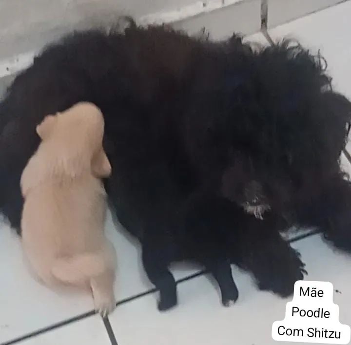Filhotes de Cachorro - Pug misturado com Poodle - Foto 3