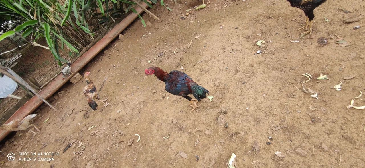 Frangos caipira macho 