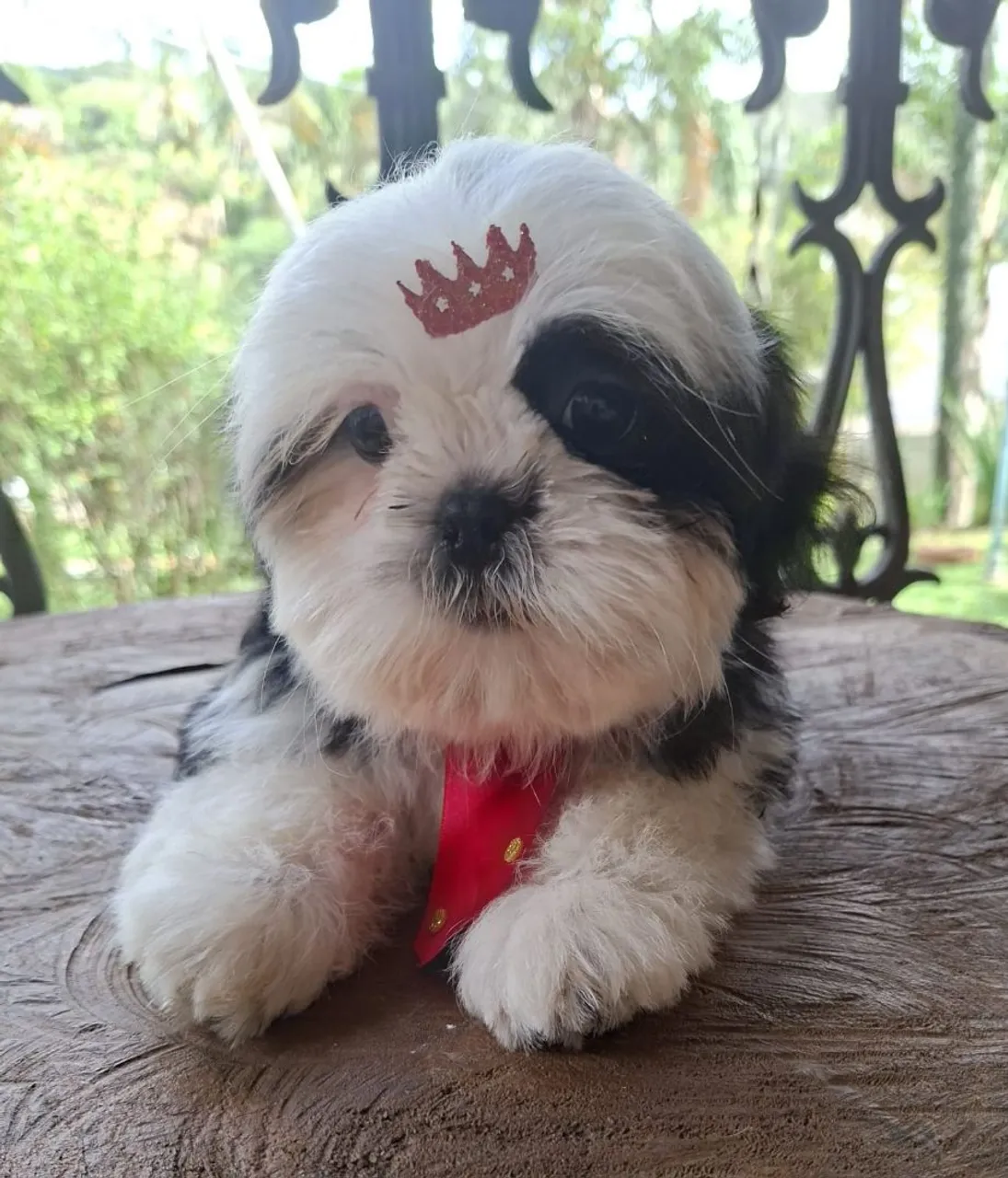 Filhote Shih Tzu