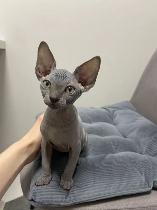 Sphynx Filhote na Cor cinza, branco - Foto 3