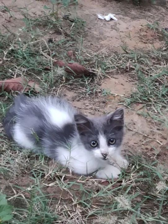 Mãezinha e filhotes disponíveis para Adoção Responsável  - Foto 2