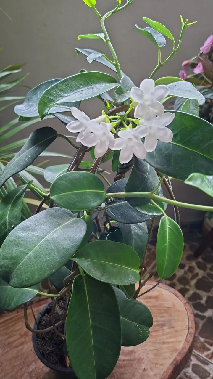 Jasmim de madagascar  - Foto 2