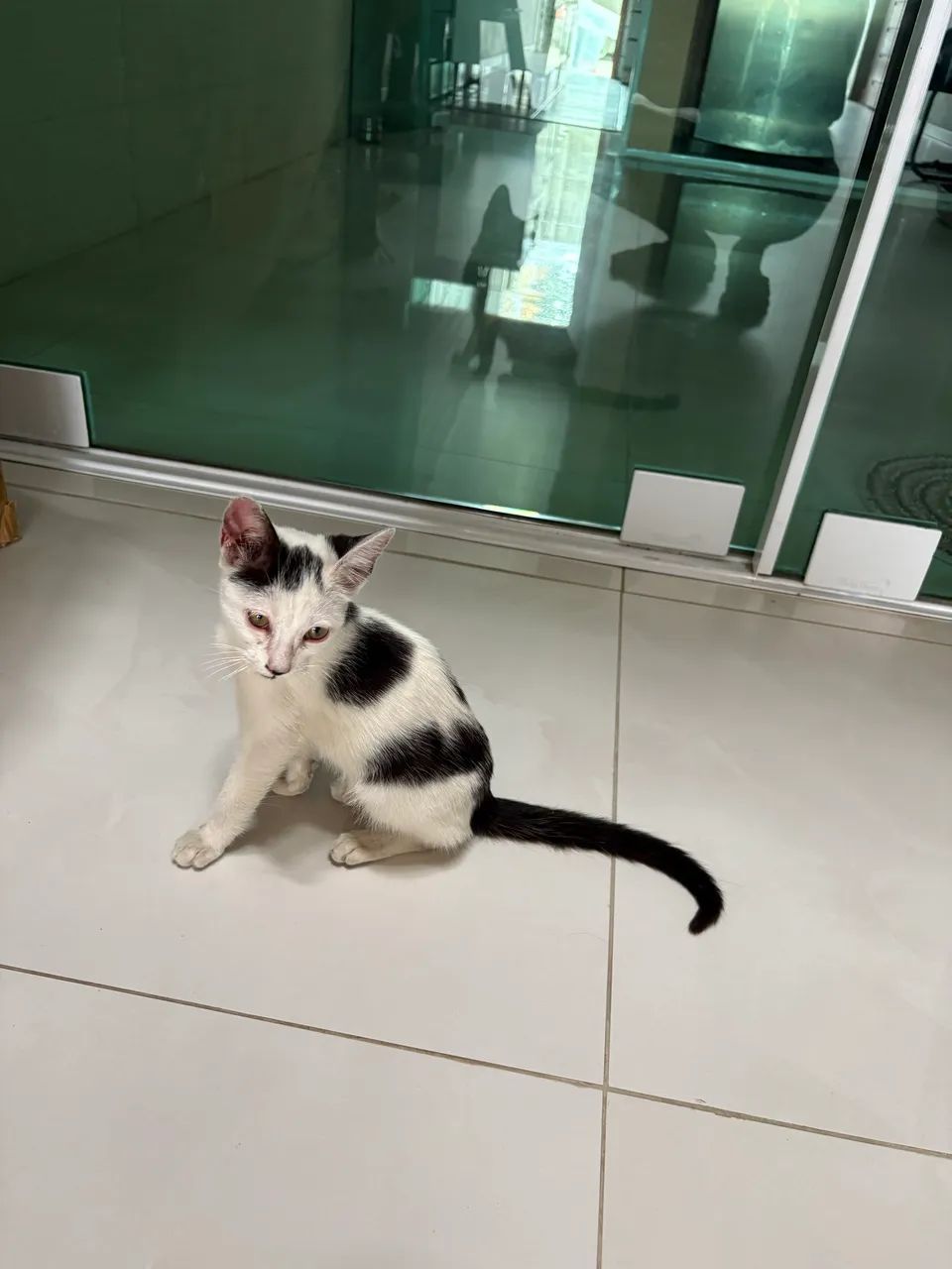 Gatinha para adoção  - Foto 2