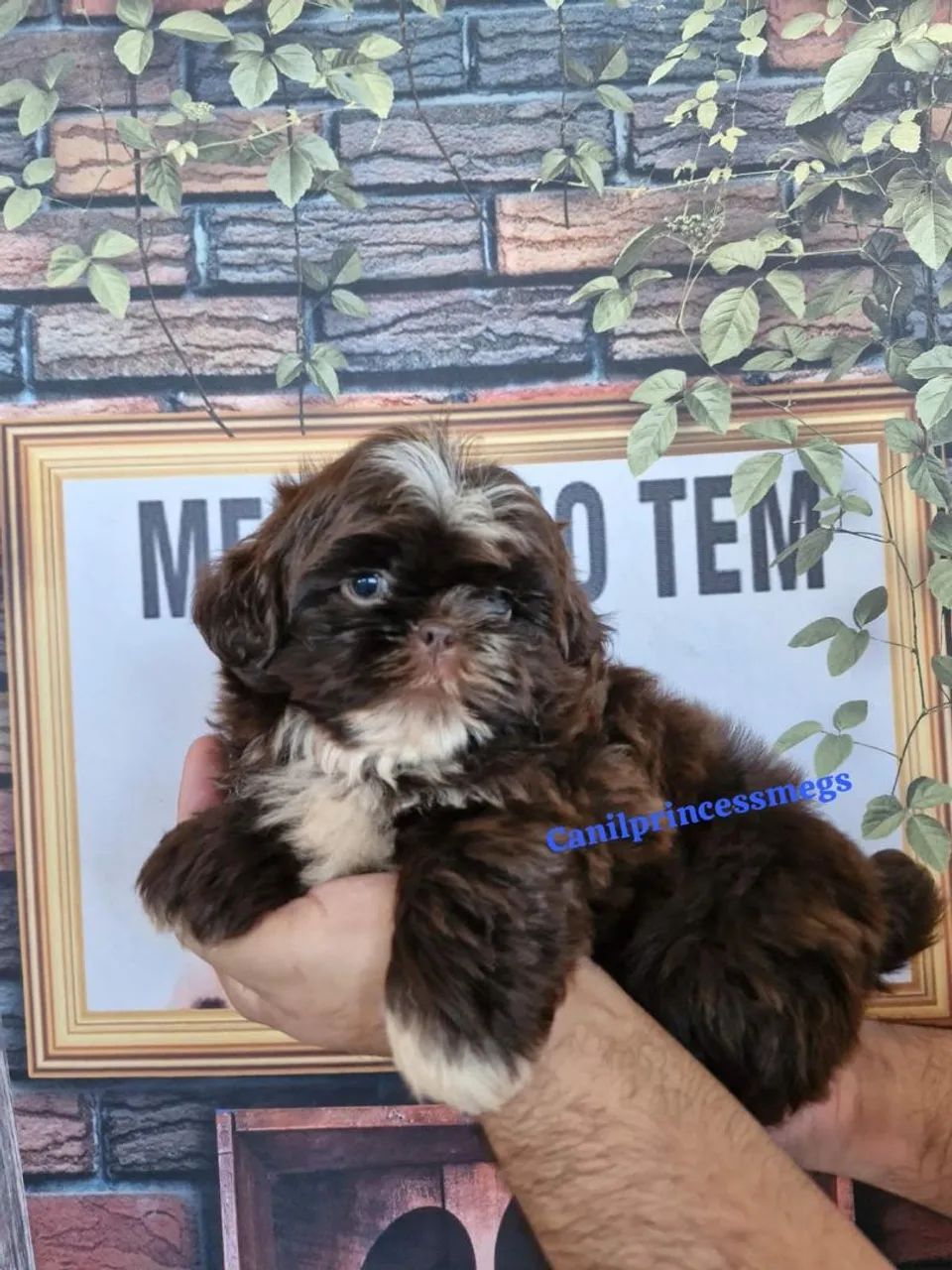 Shihtzu chocolate ? 