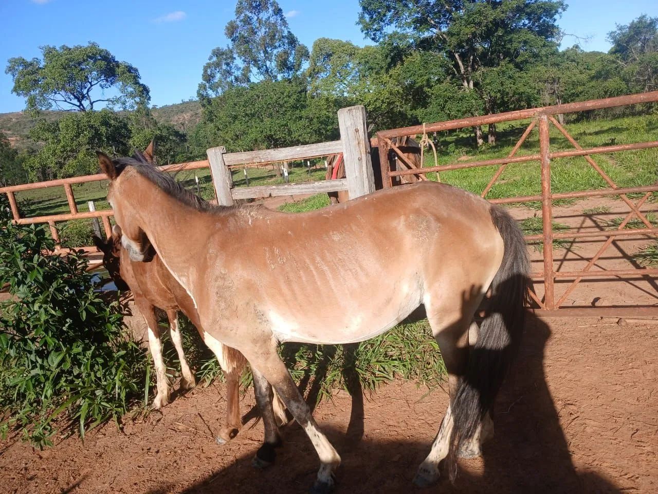 Égua mansa  - Foto 2