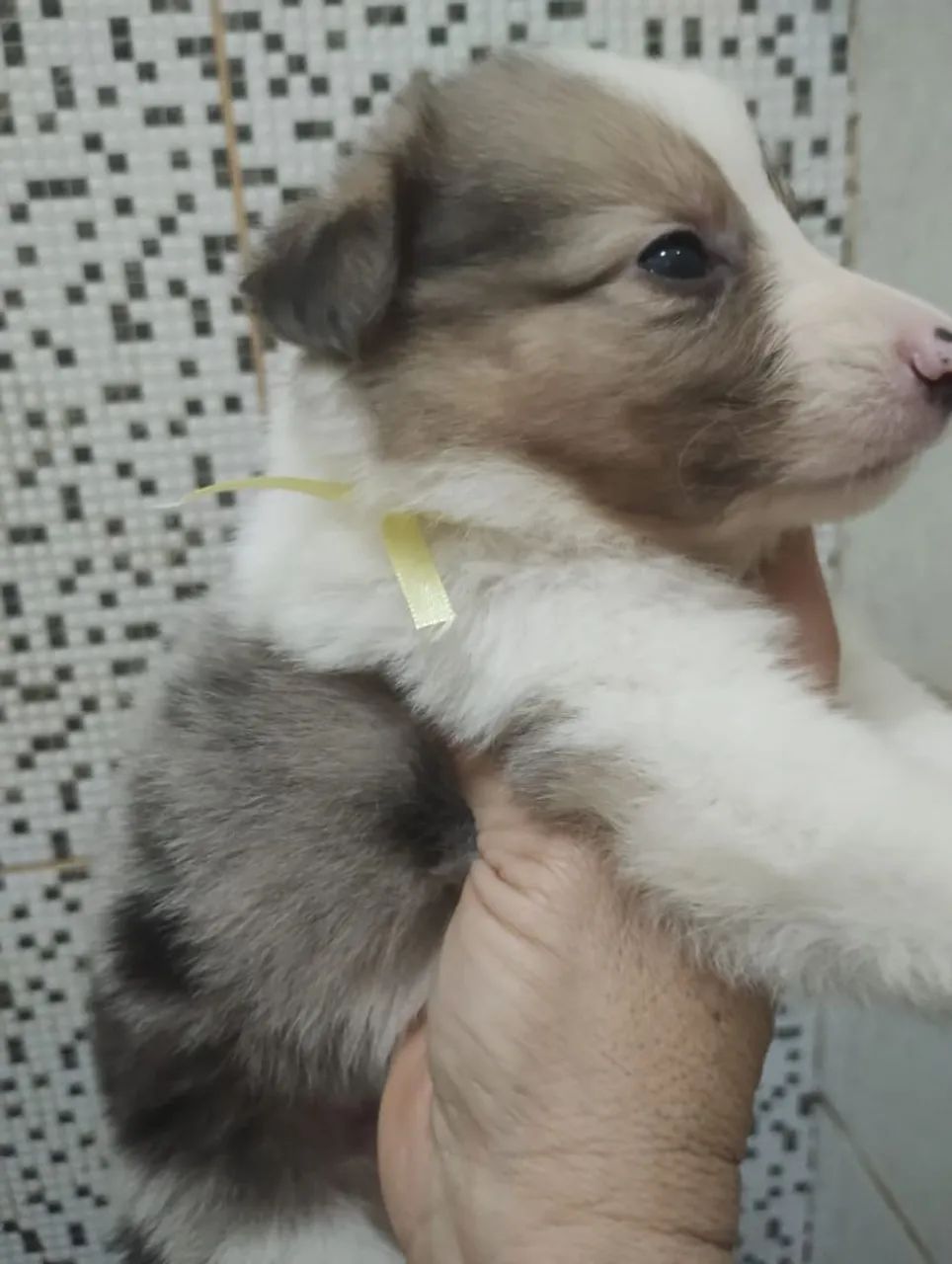 Bordie collie  - Foto 4