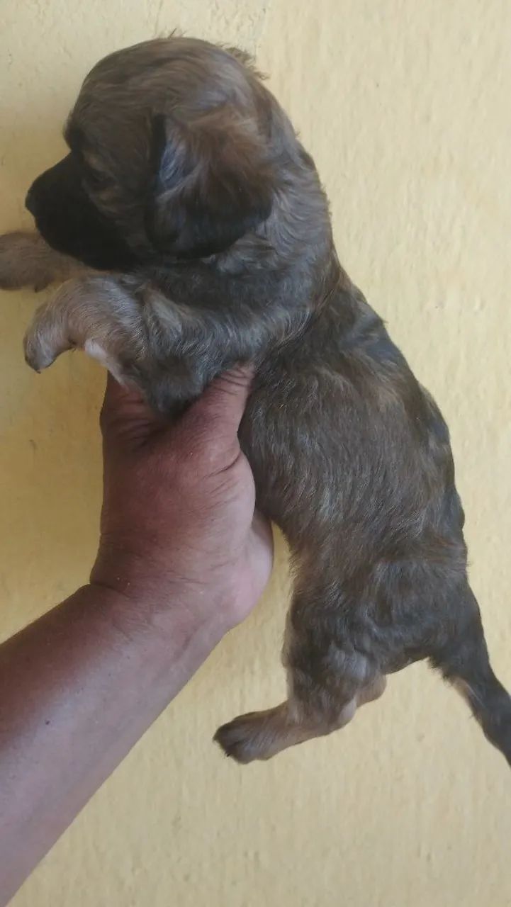 Vende se cães  - Foto 4