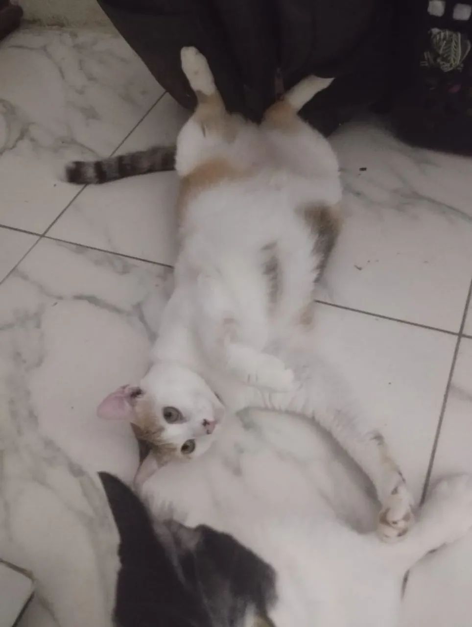 Gatos para doação  - Foto 3