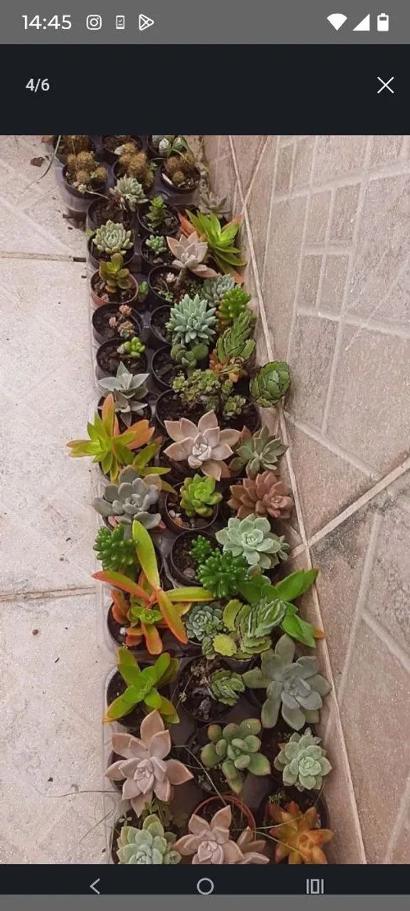 Suculentas  - Foto 5