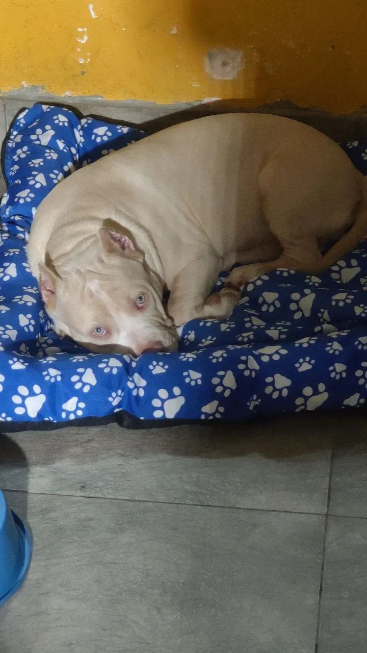 CACHORRO  - Foto 2
