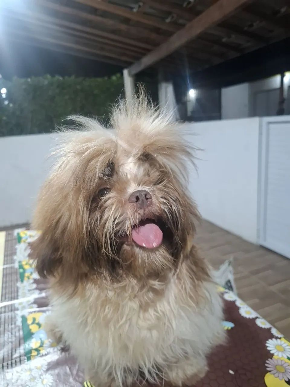 Procuro namorada  - Foto 3
