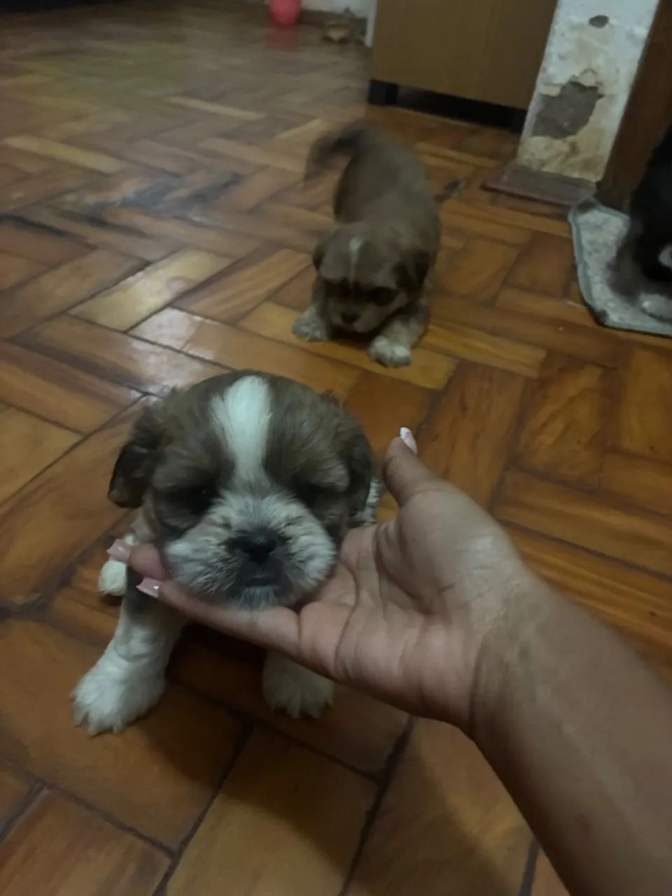 Shihtzu - Foto 3