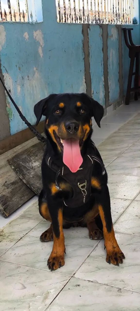 Rottweiler  - Foto 2