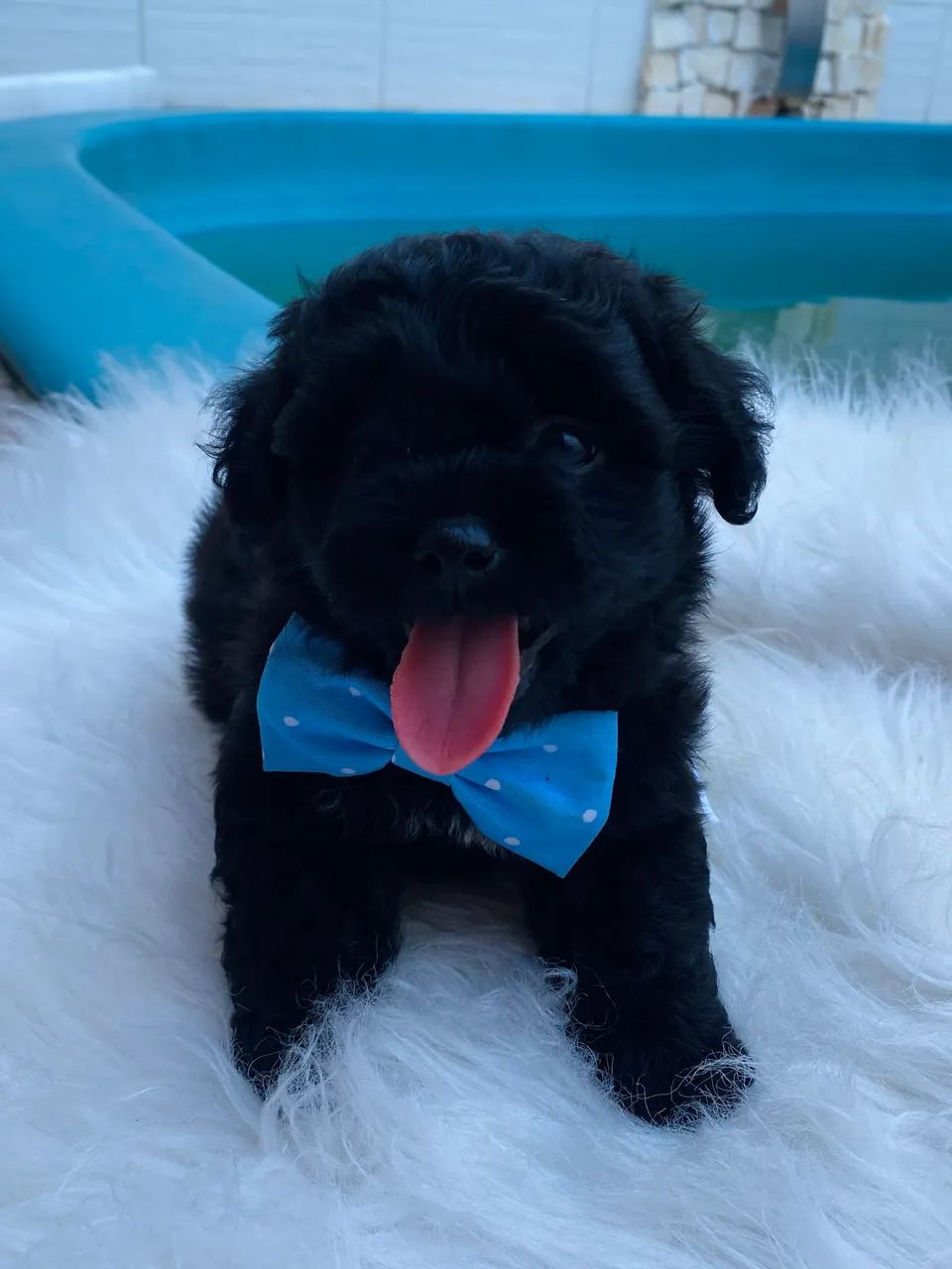 Filhote macho de lhasa apso  - Foto 3