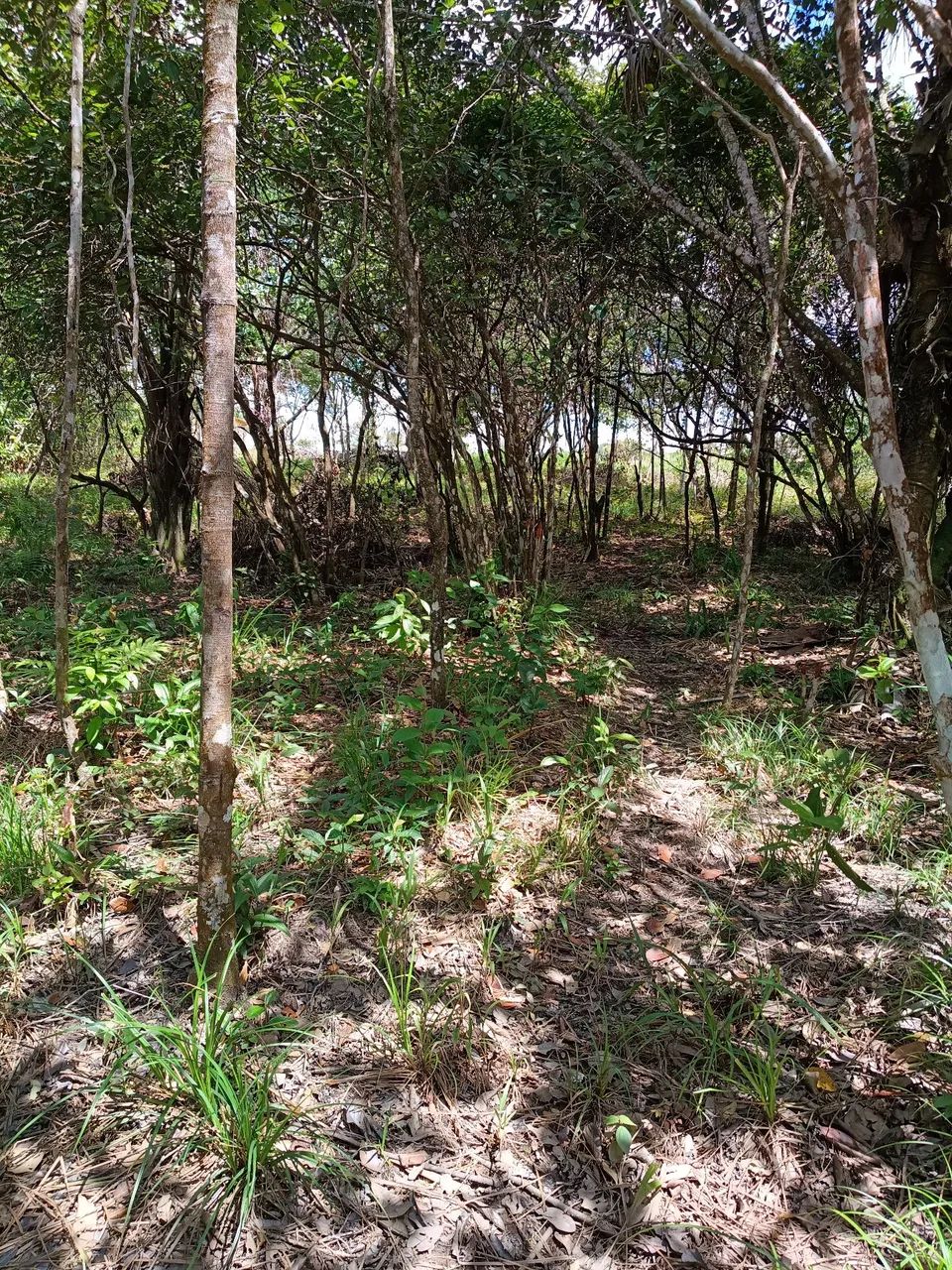Terreno em tepequem  - Foto 12