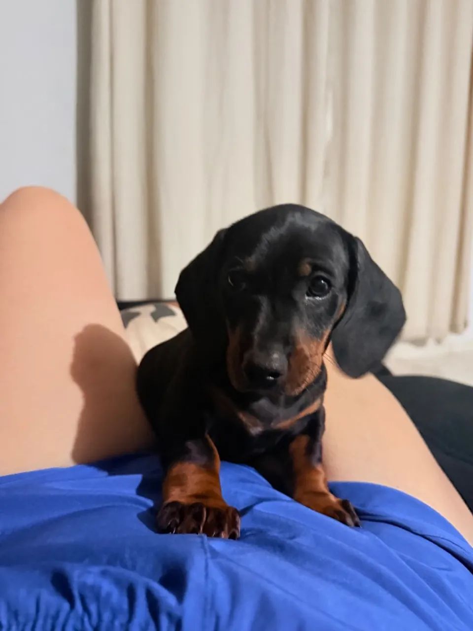 Pet - Foto 2
