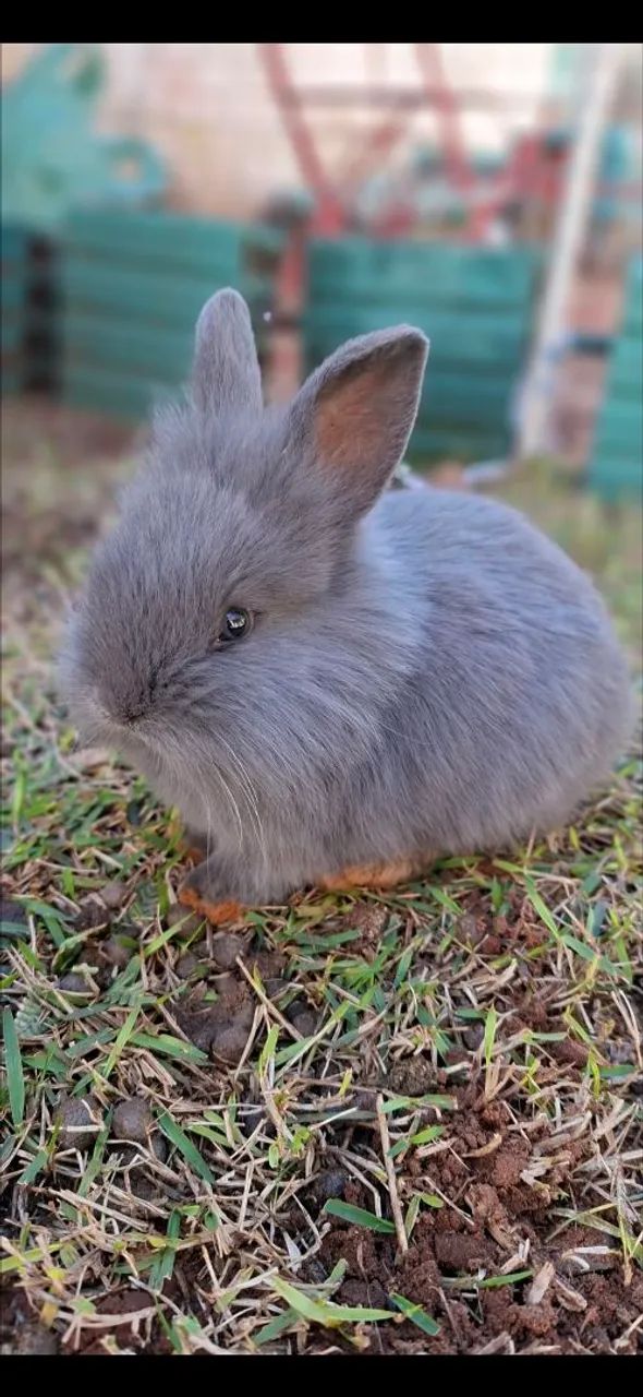 Coelhos - Foto 3