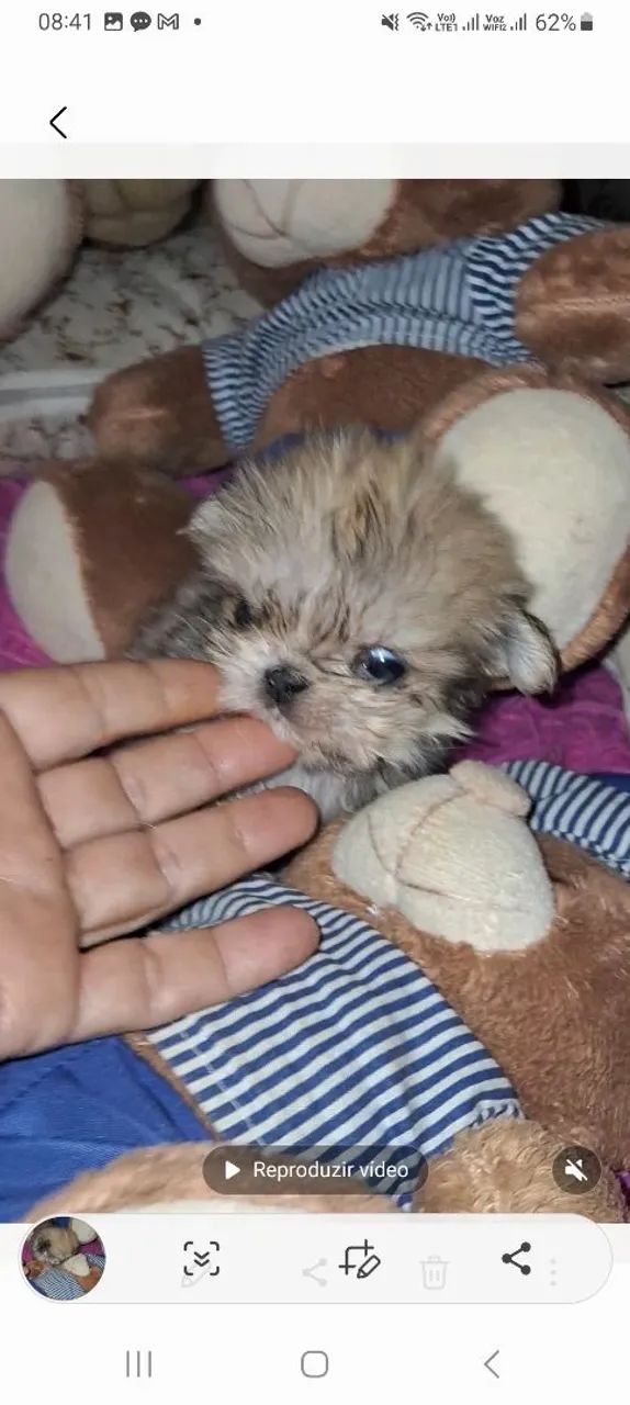Shih tzu mini fêmea  - Foto 2