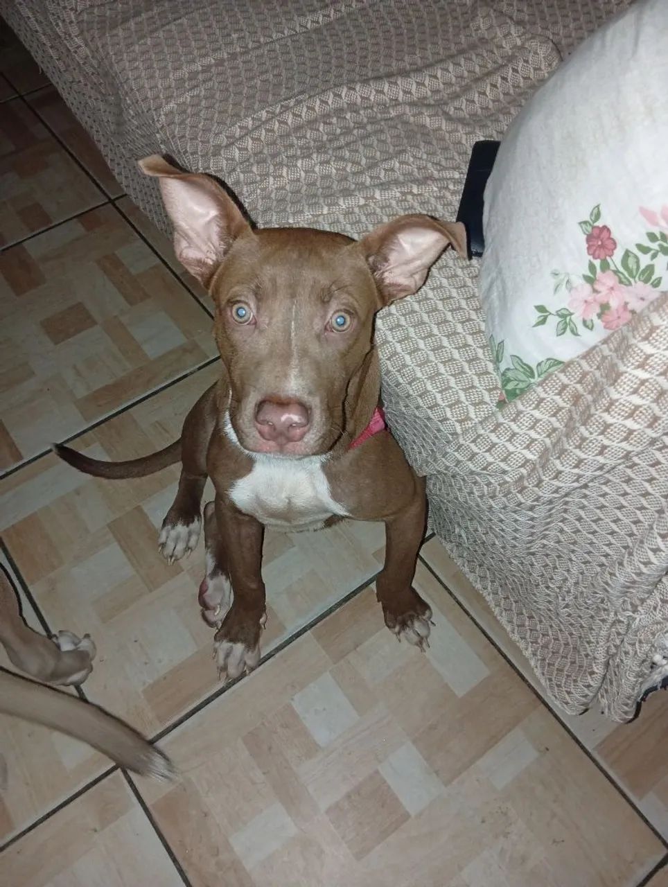 Cachorro 