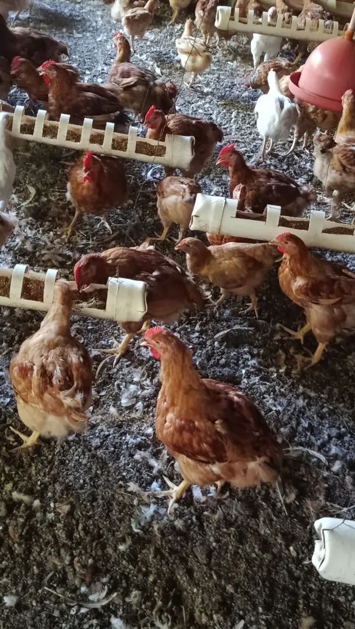 Frangos caipira prontos para abate  - Foto 3