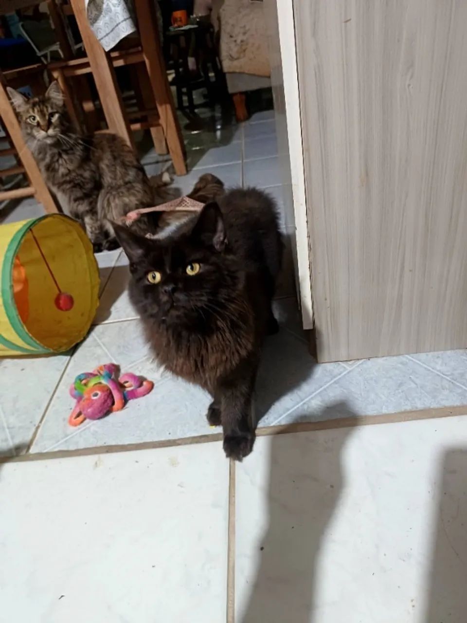 Fêmea Maine Coon - Foto 4