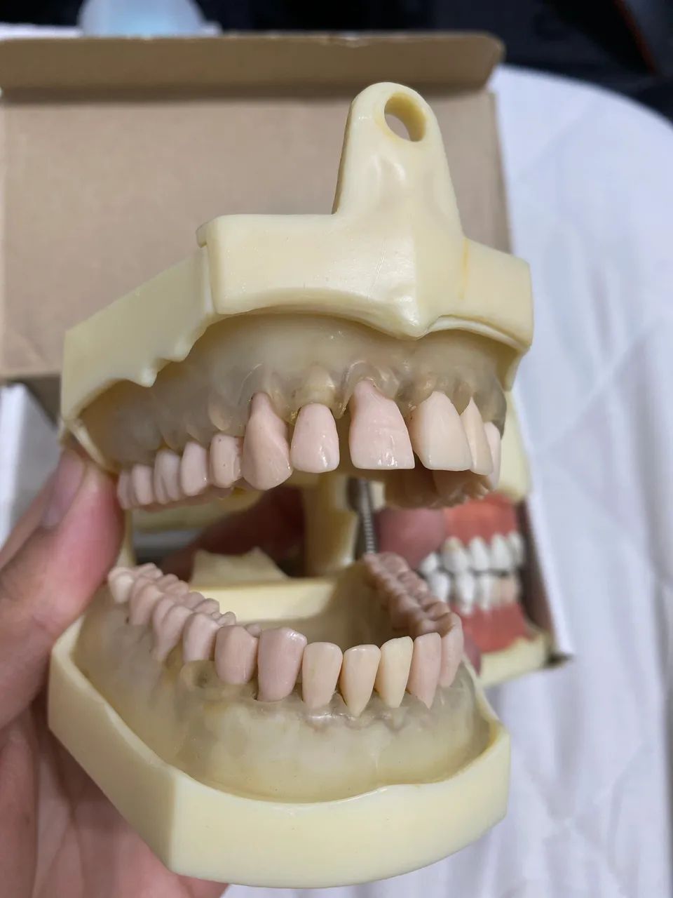 Kit manequim de perio e dentistica + dentes extras  - Foto 3