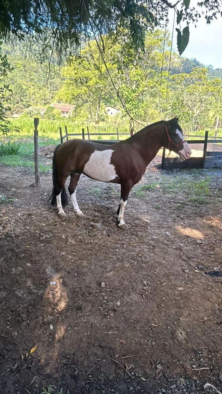 Cavalo Crioulo Cuiudo Bragado - Foto 3