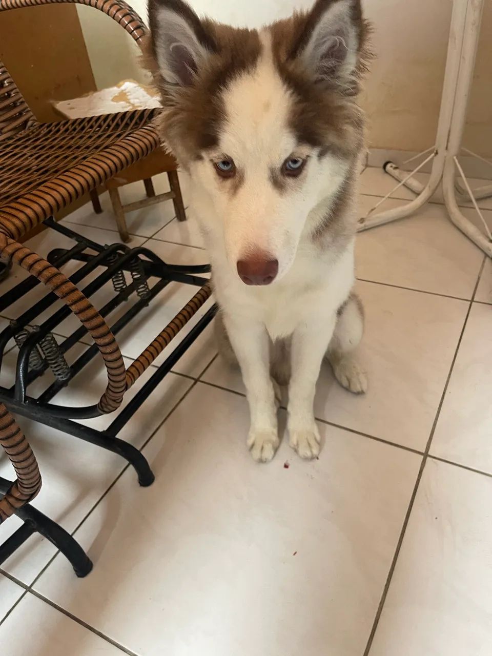 Husky siberiano Wooly  - Foto 4