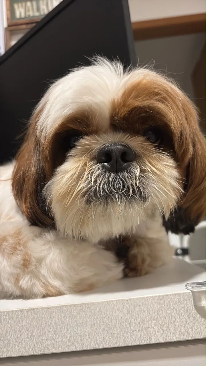 Doação de cachorro 