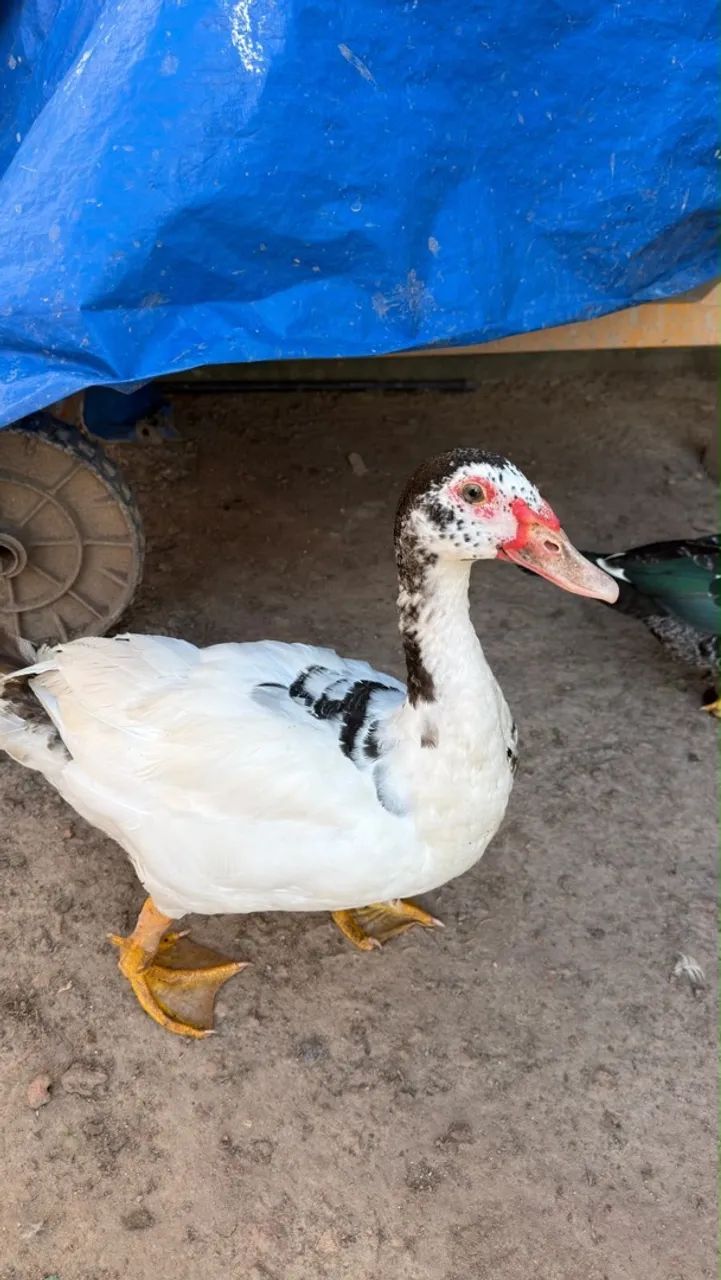 Pato - Foto 4