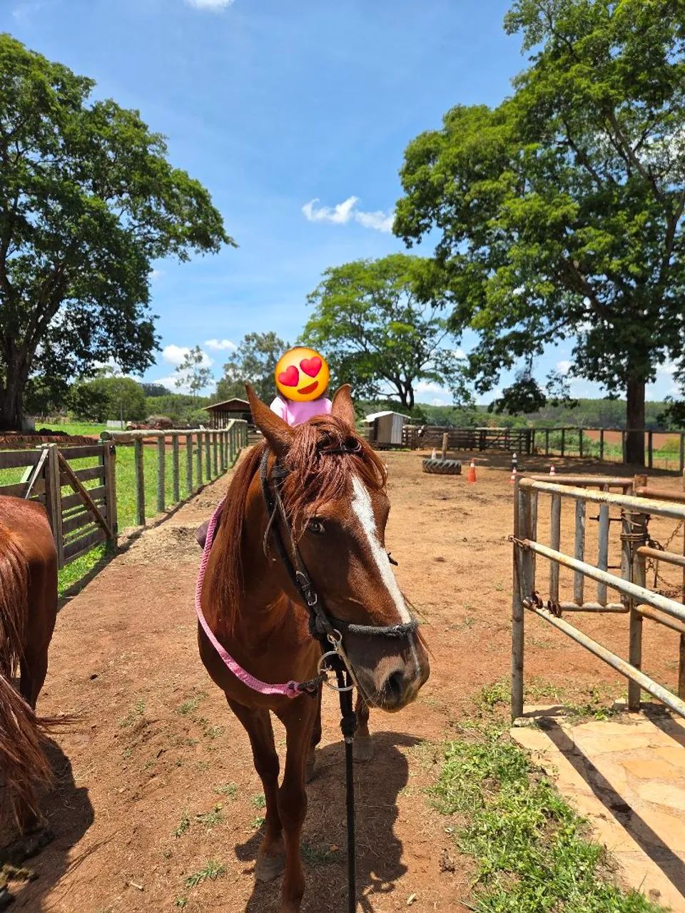Cavalo Mangalarga alazão castrado registrado ABCCRM  - Foto 6