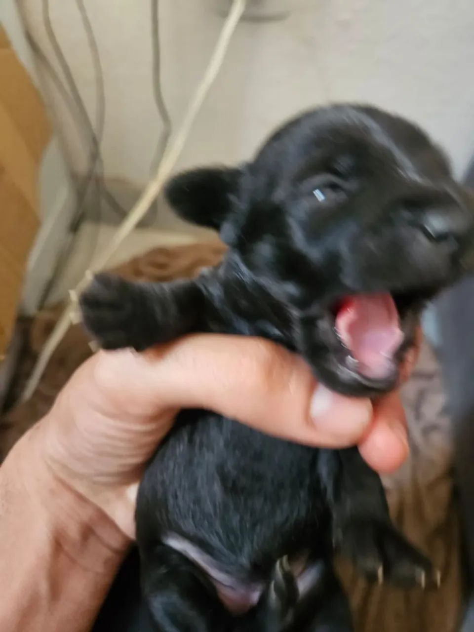 Cães  - Foto 4