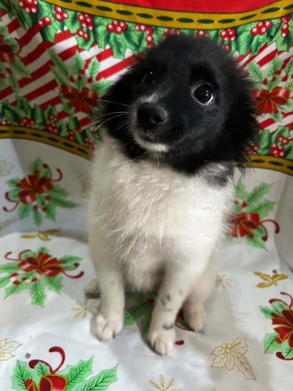 Spitz alemão  - Foto 2
