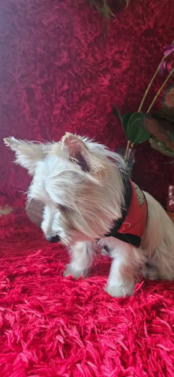 Yorkshire biwer albino com 5 meses com todas as vacinas  - Foto 2