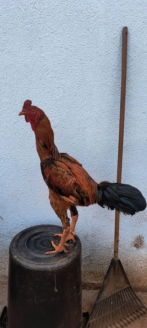 Galo indío  - Foto 2