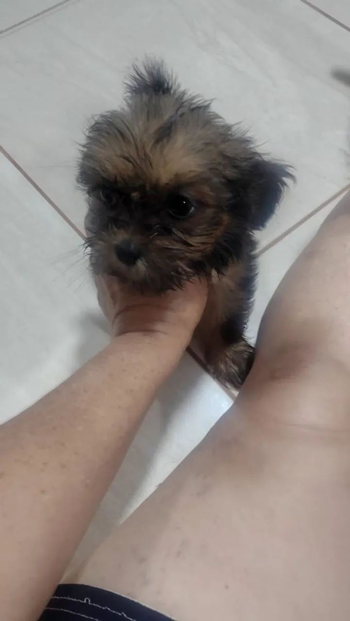 Cachorro Shitzu pra vende  - Foto 3