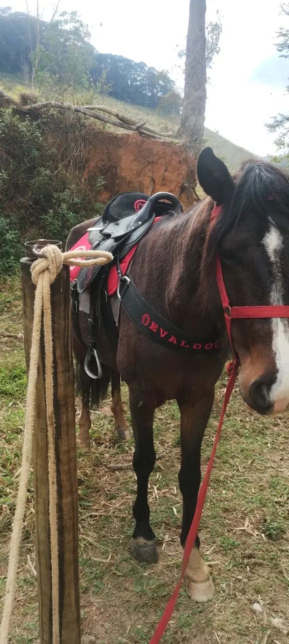 cavalo marcha picada,3 anos e meio castrado porte médio pra grande , castanho mascarado ok - Foto 5