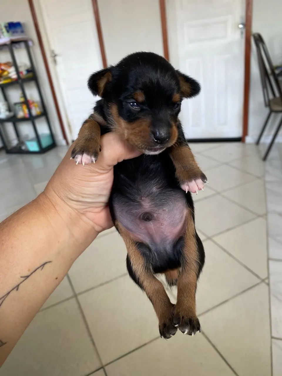 Cachorro - Foto 2
