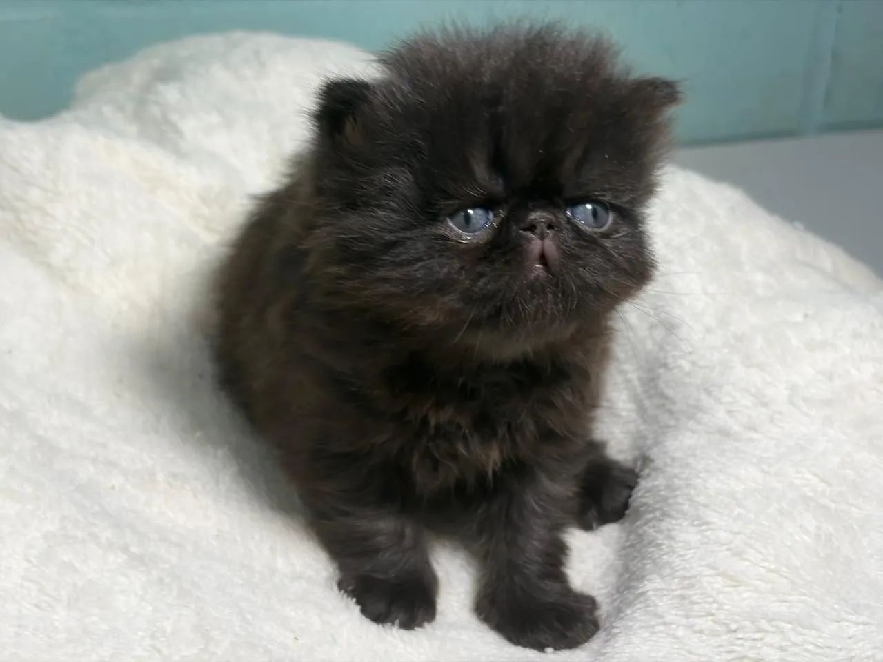 Gato persa - Foto 5