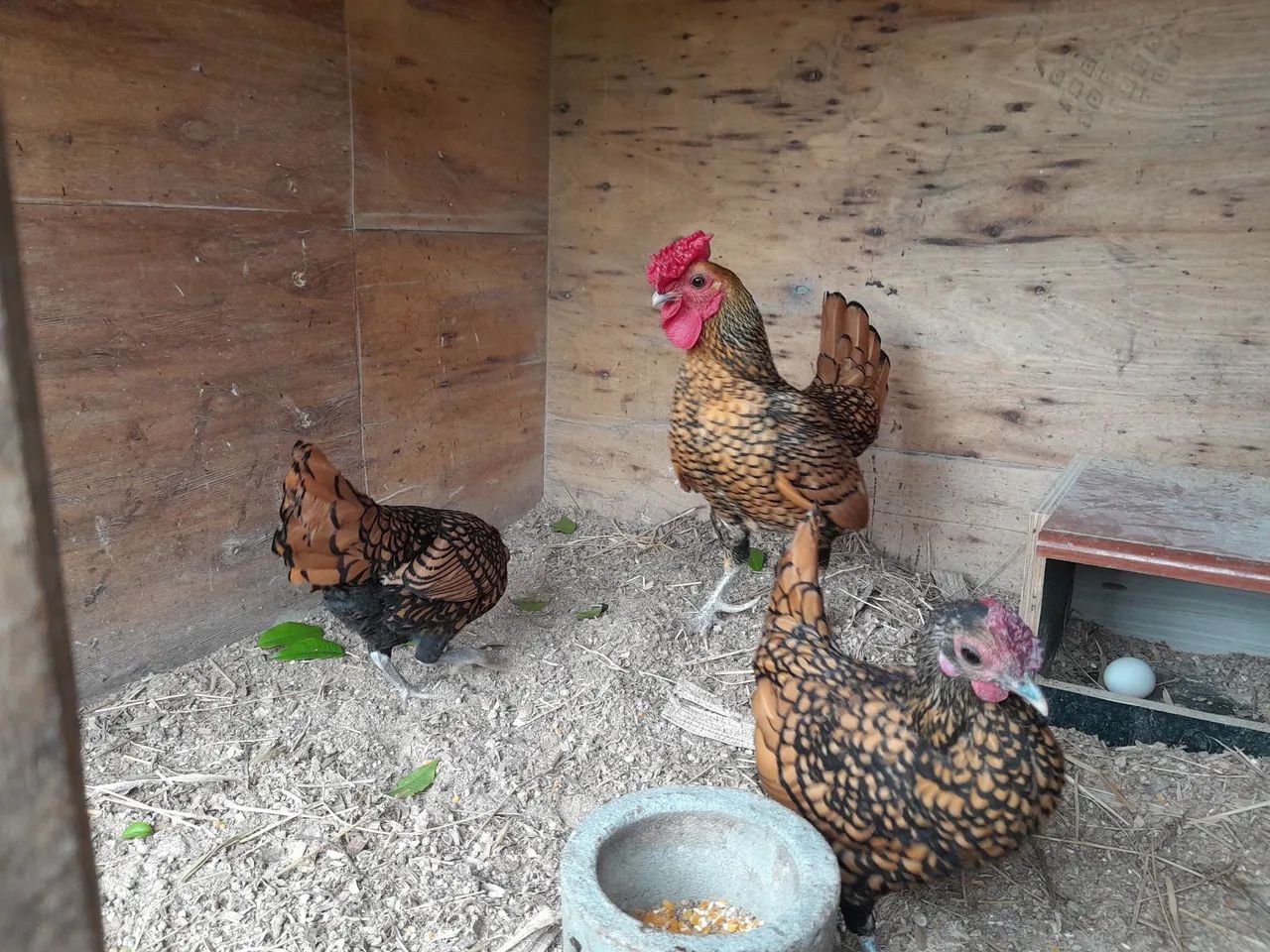 Casal sebright