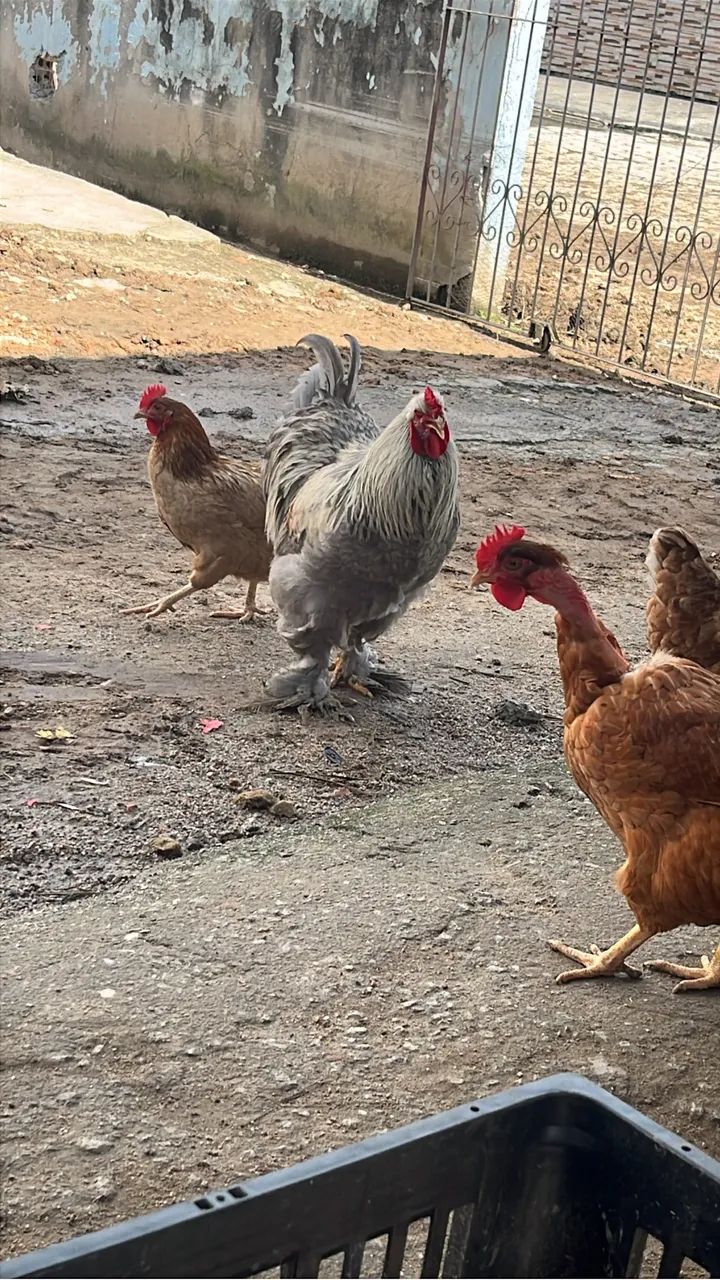 Galinhas e galos