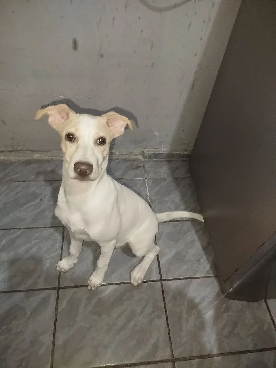 Adoção responsável  - Foto 3