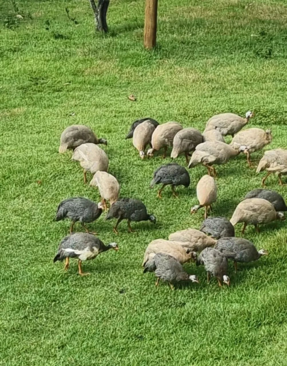 Vendo galinhas de angola 
