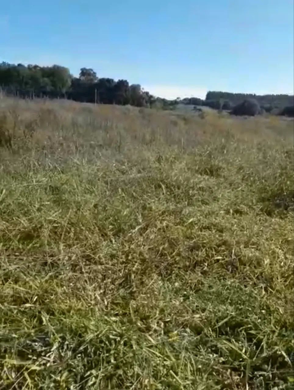 Vendo terreno rural em Campos Novos SC - Foto 4
