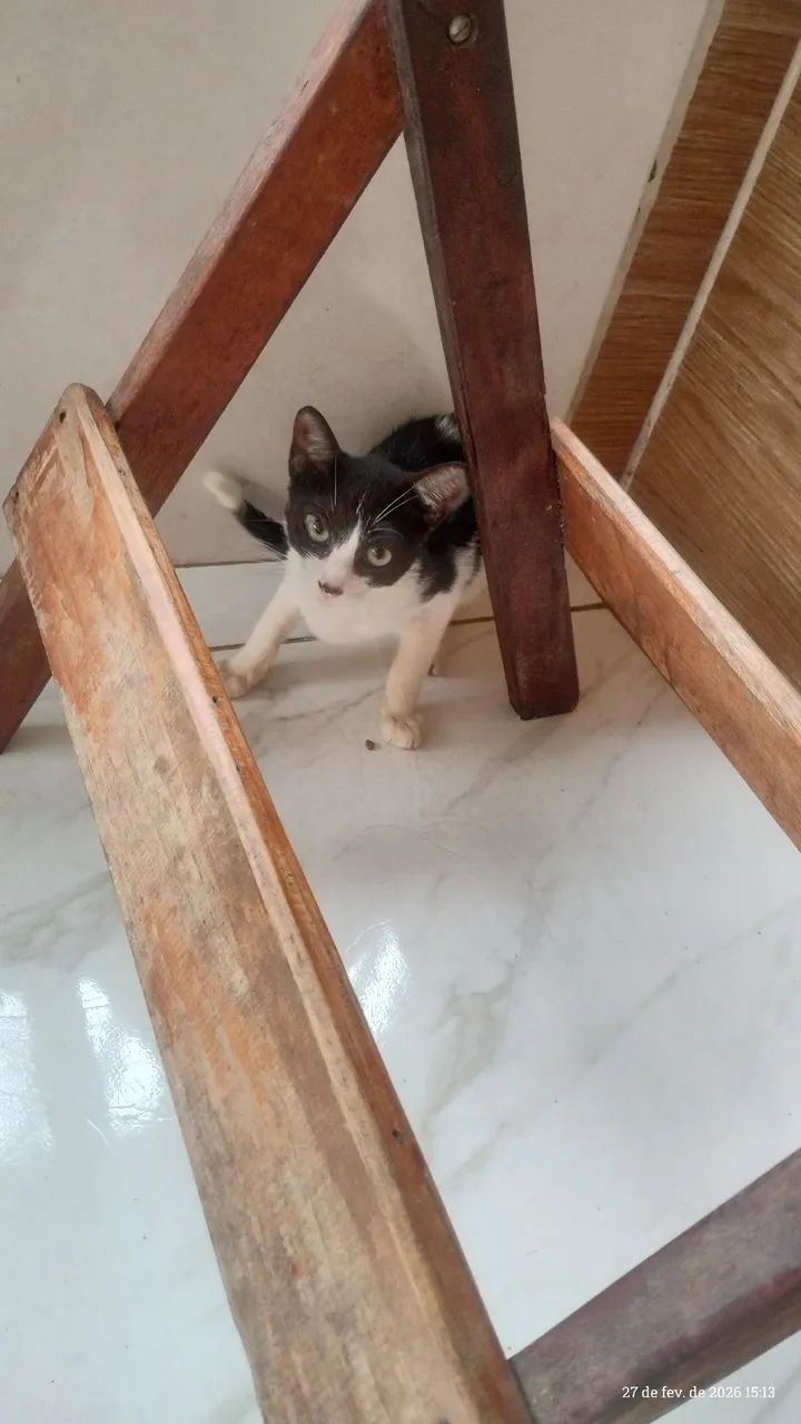 Gatinha frajola  - Foto 4