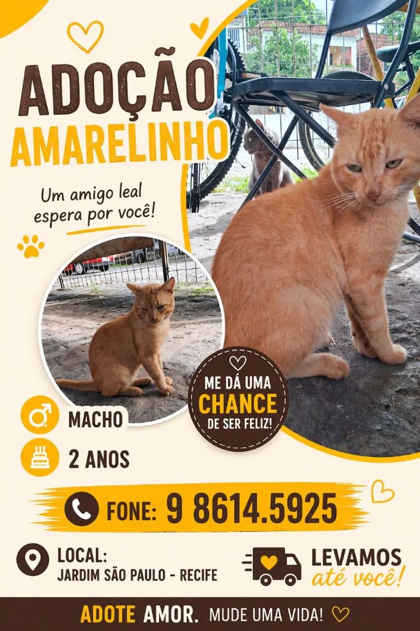 ADOÇÃO LINDOS GATINHOS - Foto 3